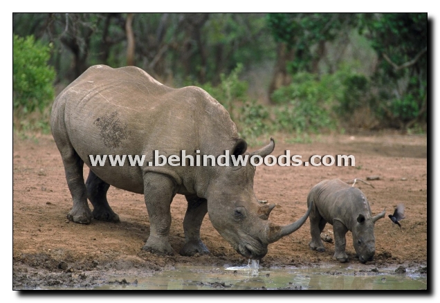 black-rhino-and-baby4